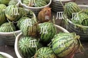 娱乐吃瓜的头像图片大全,海量娱乐头像大盘点